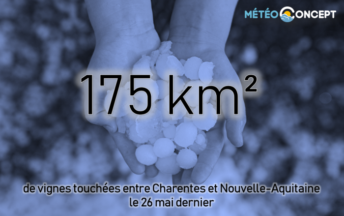 Illustration de l'actualité 175 km² de vignobles endommagés