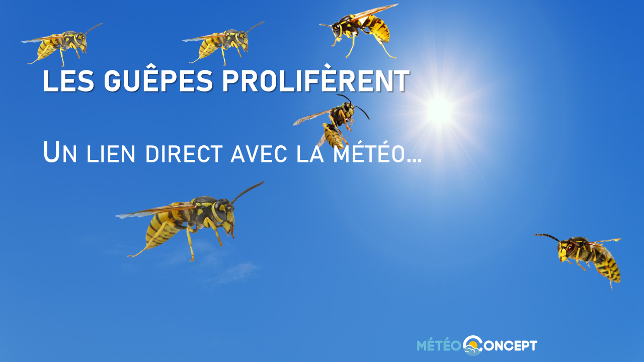 Illustration de l'actualité Le climat et la météo actuelle expliquent la prolifération des guêpes